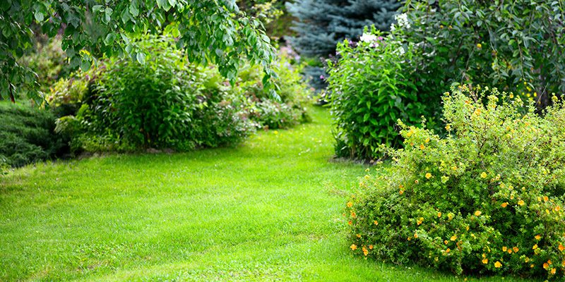 Tree & Shrub Analysis