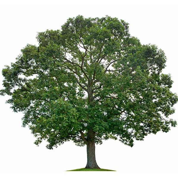 Landscape Development and Management