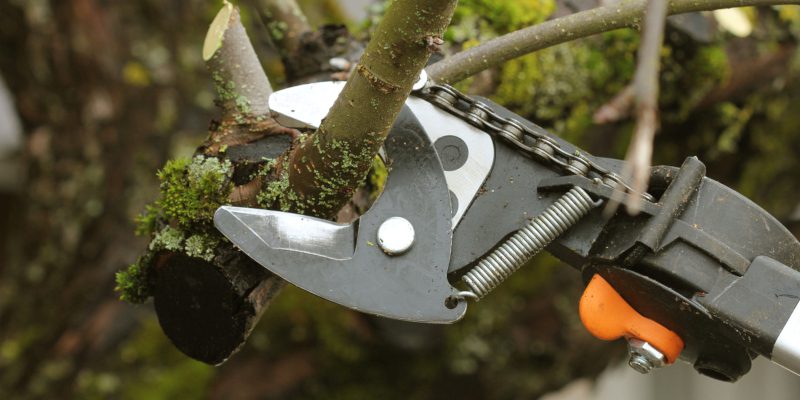 Tree Risk Management in Collingwood, Ontario