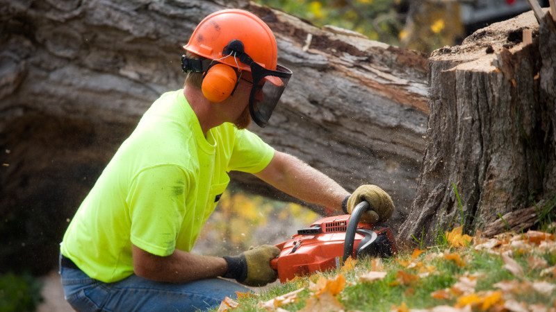 Tree Services in Owen Sound, Ontario