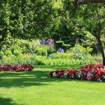 Tree Preservation in Collingwood, Ontario
