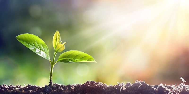 Plant Appraisal in Collingwood, Ontario