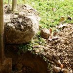 Tree & Shrub Planting