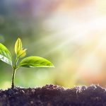 Tree Preservation in Collingwood, Ontario