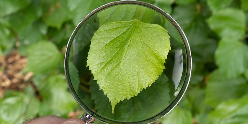 Pest and Disease Control in Collingwood, Ontario